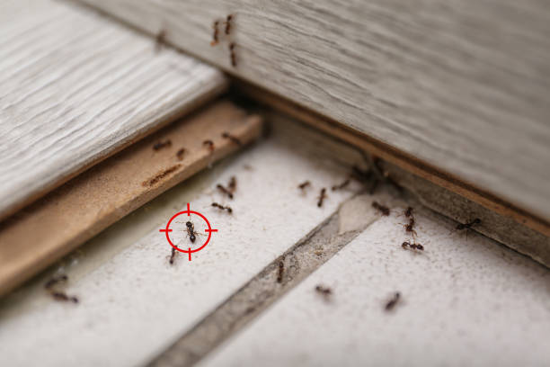 Professional Pest Control in Peachtree Corners, GA