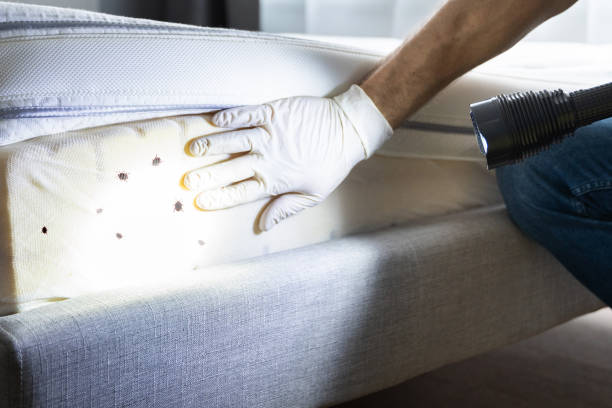 Best Local Pest Control Services  in Peachtree Corners, GA