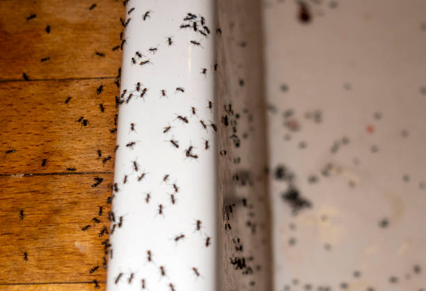 Peachtree Corners, GA Pest Control Company
