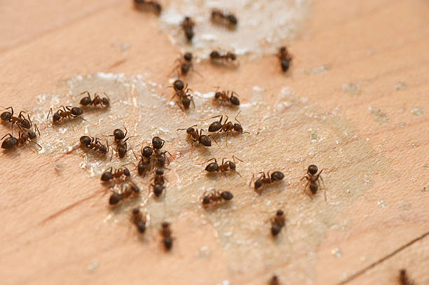 Insect Control in Peachtree Corners, GA